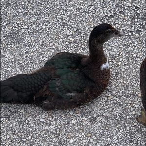 Meet your Posher, Tracy